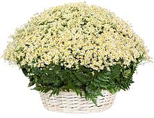 Цветочная композиция из Ромашки в корзине #REPLACE_PRED# Елгозино